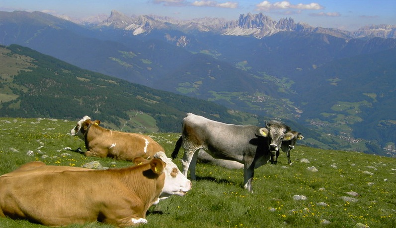 Herbsturlaub in Österreich, Törggelen in Südtirol, Wellness und Wandern mit Kinder und Hund in Tirol